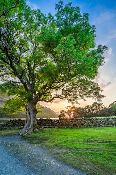 Meraviglioso campo con grande albero a District Lake, Inghilterra — Foto Stock