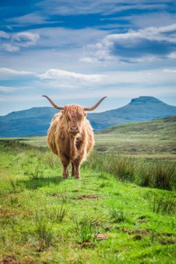 Furry highland cow in Isle of Skye in Scotland clipart
