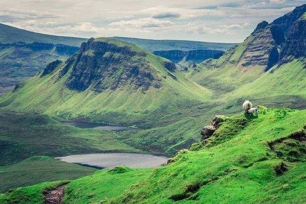 Quiraing 在斯凯，苏格兰的羊 — 图库照片