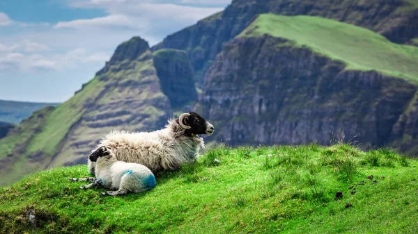 Bella vista per pecore a Quiraing in Scozia — Foto Stock