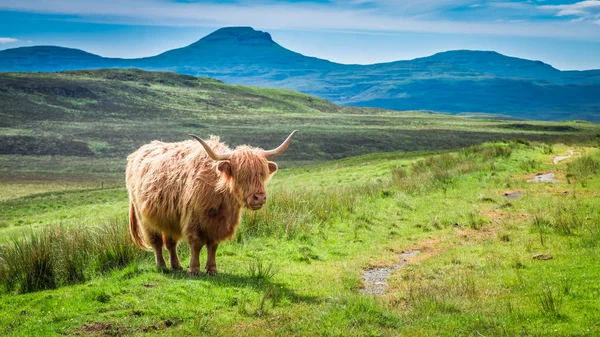 Бурая корова в Шотландии в Великобритании — стоковое фото