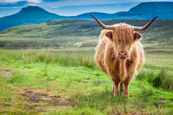 Isle of Skye İskoçya'da ' kahverengi yayla inek — Stok fotoğraf