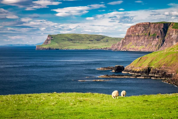 Prachtig uitzicht naar sheeps in Isle of Skye in Schotland — Stockfoto