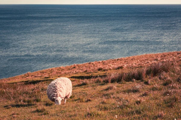 Adembenemend uitzicht over sheeps op de kust, Schotland, Uk — Stockfoto
