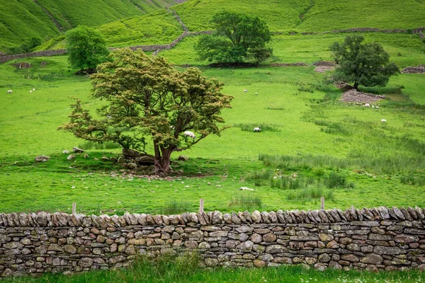 Met het oog op de schapen op de weide met grote boom, Verenigd Koninkrijk — Stockfoto