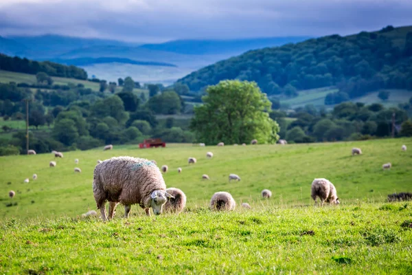 Rebanho de ovelhas em pastagens verdes, Inglaterra — Fotografia de Stock