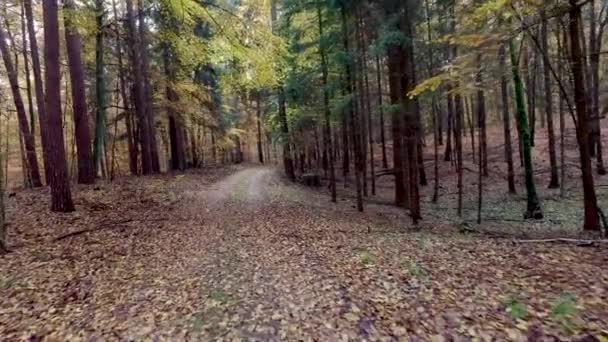 Promenader mitt skogen full av färgglada träd på hösten, Polen — Stockvideo