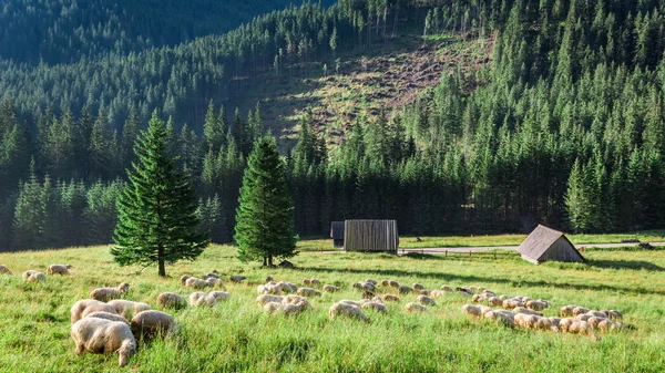 Wonderful flock of sheep grazing at sunrise, Tatra Mountains, Poland — Stock Photo, Image