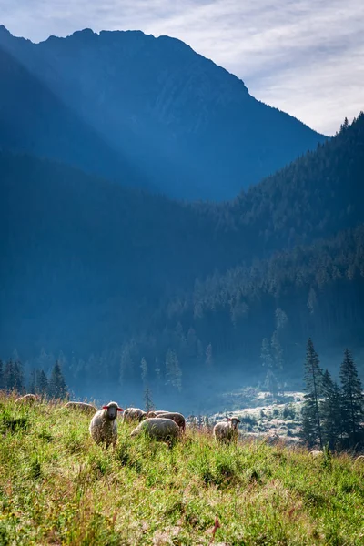 Troupeau de moutons pâturant à l'aube, montagnes Tatra, Pologne — Photo