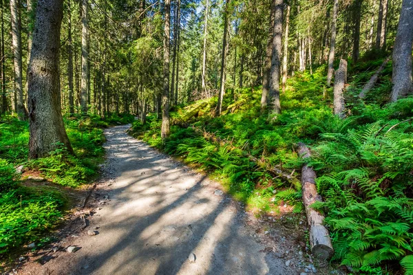 Sentiero forestale nella giornata di sole, Polonia, Europa — Foto Stock