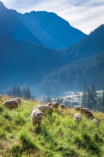 Fantastiskt fårflock betar på gryningen, Tatrabergen, Polen — Stockfoto