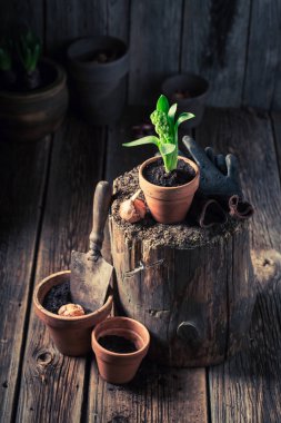 Green plants and old red clay pots in wooden shed clipart