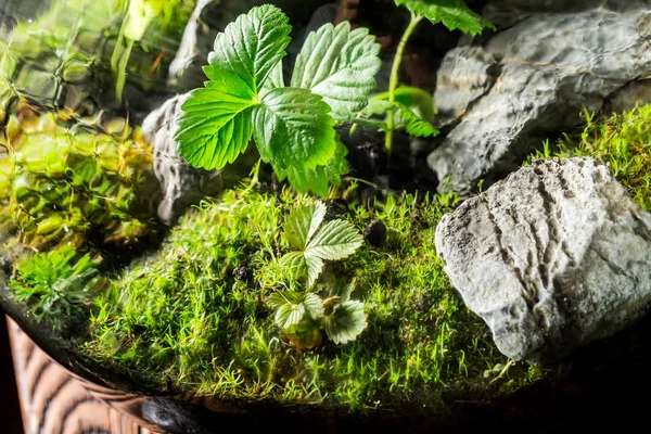 Close-up van kleine levende planten in een pot — Stockfoto