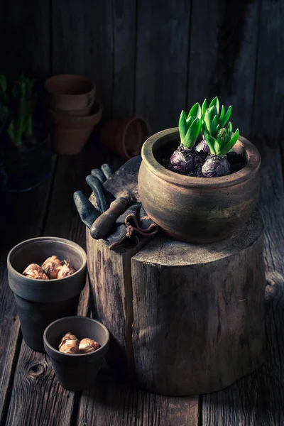 Replantación de plantas verdes en la casa de madera rústica —  Fotos de Stock