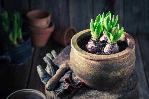 緑の植物と木造の小屋で古い粘土の鉢を植え替える — ストック写真
