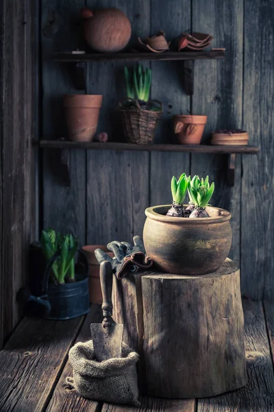 Výsadba zeleně šafrán na tmavou půdu v dřevěné chatě — Stock fotografie