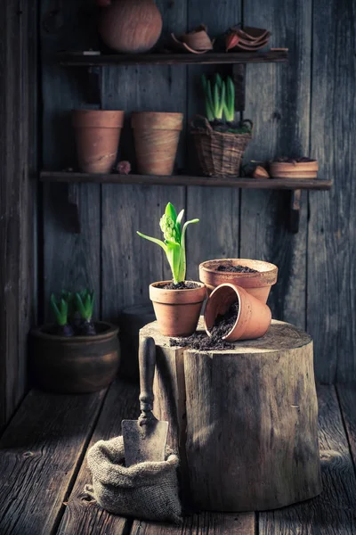 Replantación de plantas verdes y viejas herramientas de jardinería en cabaña de madera — Foto de Stock
