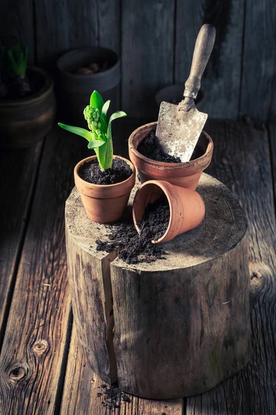 Plantio de plantas verdes na cabana de madeira rústica — Fotografia de Stock