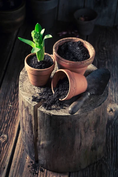 古い赤粘土鉢に緑のクロッカスを植え替える — ストック写真