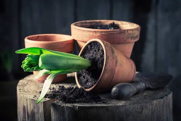 Een groene crocus en donkere bodem in klei potten verpotten — Stockfoto