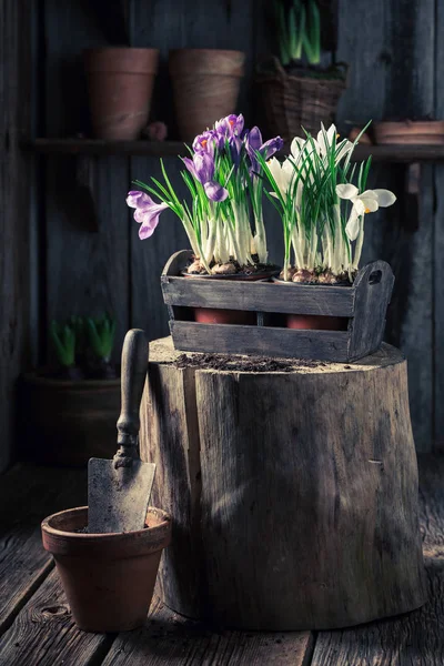 Replantar un jacinto colorido en una vieja caja de madera — Foto de Stock