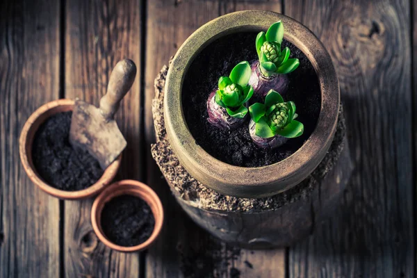 Fechar-se de plantar um crocus verde e ferramentas jardinando velhas — Fotografia de Stock