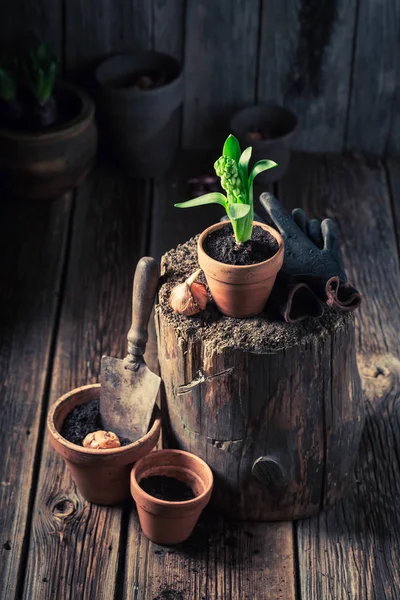 緑の植物と木の小屋の古い赤土鍋 — ストック写真