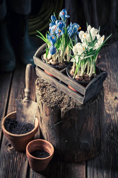 Replantar un jacinto azul en macetas rojas de arcilla vieja — Foto de Stock