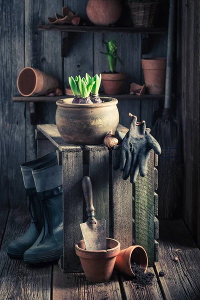 Mladé jarní květiny v dřevěné kůlně — Stock fotografie