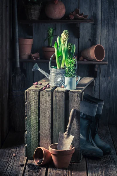 Pequeñas plantas verdes y viejas herramientas de jardinería — Foto de Stock