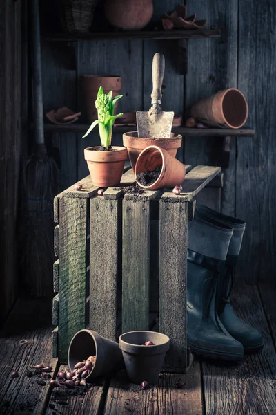 Young spring flowers and old wooden box — Stock Photo, Image