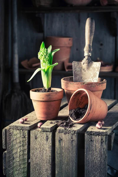 Plantando um crocus verde na velha caixa de madeira — Fotografia de Stock
