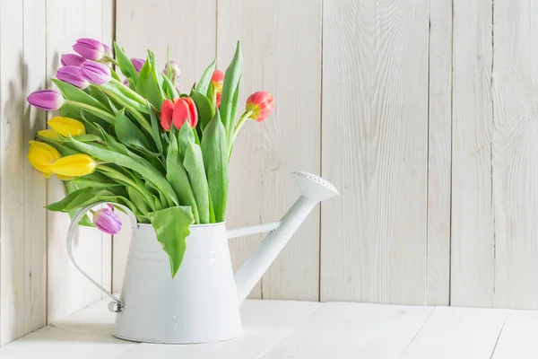 Colorido tulipán fresco en lata de riego blanco — Foto de Stock