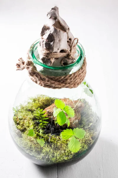 Tarro con trozo de bosque sobre mesa blanca — Foto de Stock