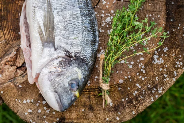 Seasoning sea bream with herbs for grill — Stock Photo, Image