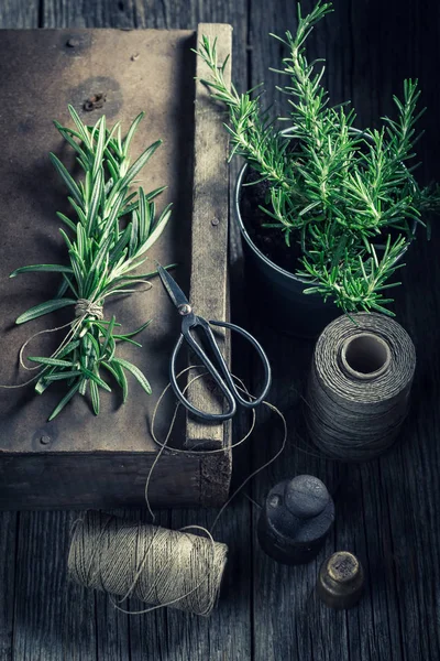 Hierbas verdes frescas e intensivas en una cocina rústica — Foto de Stock