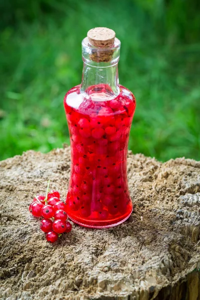Słodki likier produkowany z czerwonych porzeczek i alkoholu w lecie — Zdjęcie stockowe