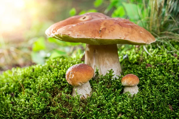 Boletus paddestoelen op mos bij dageraad in de zomer — Stockfoto