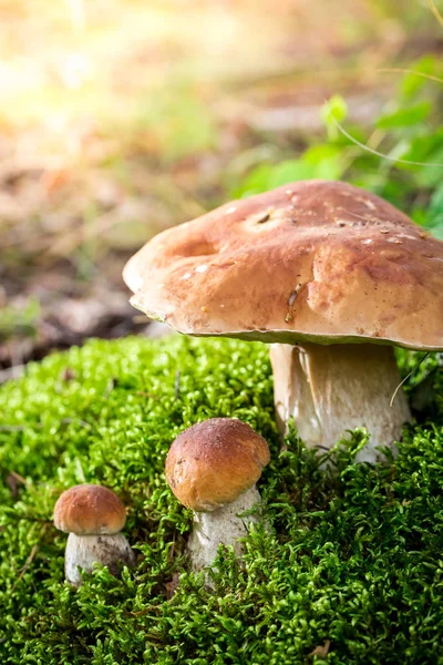 Cogumelo de boleto em musgo na floresta em verão — Fotografia de Stock
