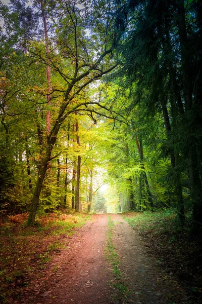 Úžasná cesta v lese v Polsku — Stock fotografie