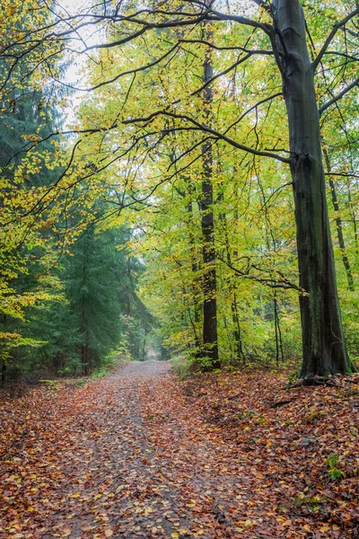 Kleurrijke bos in het najaar in Polen — Stockfoto