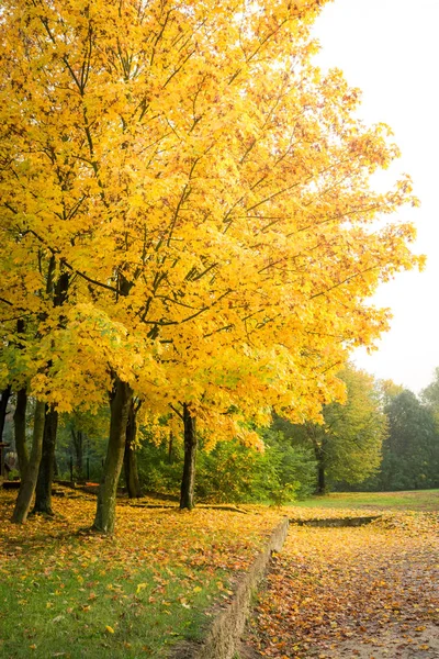 ヨーロッパの秋のカラフルな森 — ストック写真