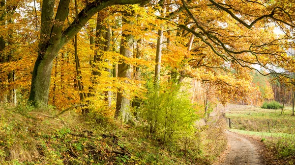 Prachtig wandelpad in het bos in Europa — Stockfoto