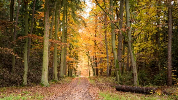 Adembenemende herfst in het bos in Polen — Stockfoto