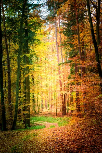 奇妙的小路，在波兰的森林 — 图库照片