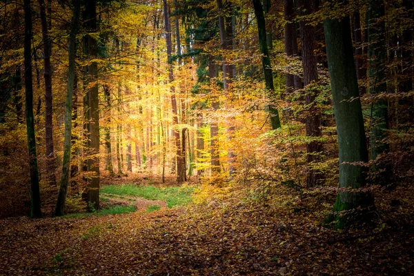 Atemberaubender Wald im Herbst in Polen — Stockfoto