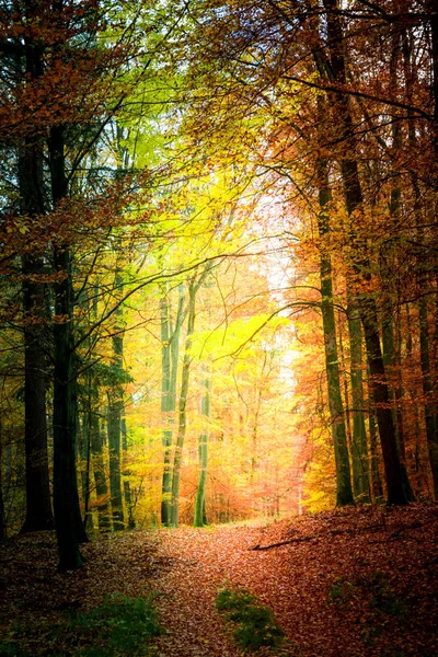 Wspaniałą jesień w lesie w Polsce — Zdjęcie stockowe