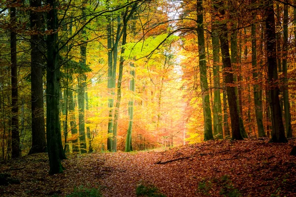 Wspaniały las jesienią w Europie — Zdjęcie stockowe