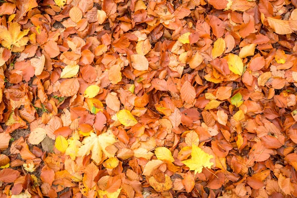 Hojas doradas de otoño en el bosque como fondo —  Fotos de Stock