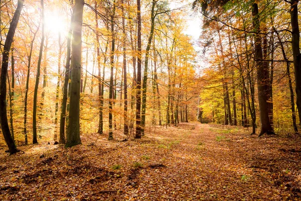 Avrupa'nın sonbaharda renkli orman — Stok fotoğraf